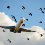 Analizan en R.Dominicana prevención del peligro de aves en la aviación