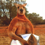 Los australianos despiden al canguro Roger, el más musculoso del país