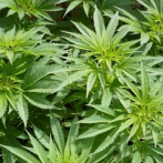 Francia da un primer paso hacia la autorización del cannabis terapéutico