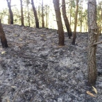 Incendio afectó 40 tareas de bosque en Restauración