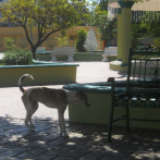Preocupación en Pedernales por casos de rabia y proliferación de perros de esa zona y de Haití