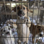 Prohibida en Gran Bretaña la venta de cachorros y gatitos en tiendas de animales