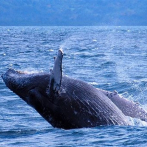 Japón retomará oficialmente la caza comercial de ballenas