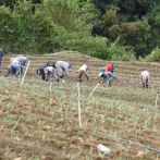 Agricultores piden autorizar permisos de trabajo temporales a haitianos por falta de mano de obra