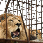 Un león mata a una trabajadora de un zoológico en EEUU