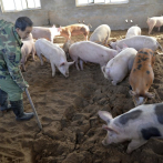 China sanciona a más de 200 funcionarios por no contener brote peste porcina