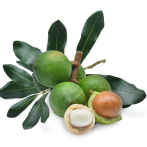 Macadamia orgánica: “Un futuro para la sierra”