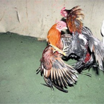 España: arrestan a 182 por peleas de gallos