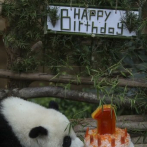 El zoológico de Malasia celebra el primer cumpleaños de osa panda
