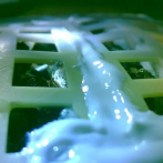 Germina en la Luna una semilla de algodón transportada por sonda china