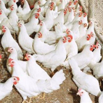 Ministro de Agricultura se reúne con empresarios avícolas del Cibao por brote de gripe aviar