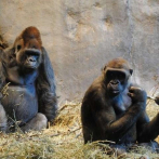 China clona a monos genéticamente modificados para estudiar desórdenes psicológicos