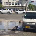 Video: Hoyo cercano a avenida San Vicente de Paúl obliga a conductores a transitar por vía contraria