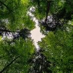 Los bosques eliminan el 30 % de emisiones contaminantes del ser humano