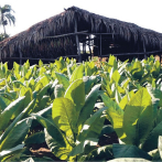 Sanción de EEUU a magnate Chen Zhi golpea a fabricante dominicano de habanos