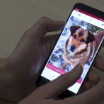 Lanzan nueva app para la adopción de perros