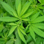 Crece en Colorado número de niños que consumen marihuana accidentalmente