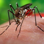Científicos concluyen que una infección previa por dengue protege contra zika