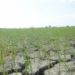 Productores agrícolas se preparan para enfrentar severa sequía