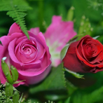 Día de los Enamorados movilizará más de 18,000 toneladas de flores