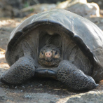 Hallan tortuga cuya especie se creía extinguida en Galápagos