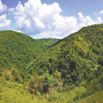 Superficie forestal de República Dominicana representa 43,6 % del territorio