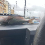'Llueven peces' en Malta a causa de fuertes vientos