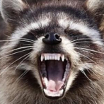 Nueva York alerta de la aparición de mapaches rabiosos en Manhattan