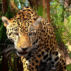 Jaguar ataca a mujer que saltó la valla en zoo de EEUU para hacerse una selfi