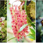 Comienza la fiesta de las orquídeas en el Jardín Botánico