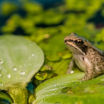 Las ranas podrían tener la respuesta contra infecciones en humanos