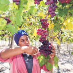 Las uvas de mesa impulsan la economía de Neiba
