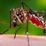 Hallan un mosquito transmisor de malaria que resiste al insecticida más usado
