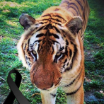 Muere el tigre de bengala “ Silver” en el Parque Zoológico Nacional