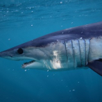 17 especies de tiburones están en peligro de extinción
