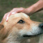 Guatemala reafirma prohibición y sanciones al comercio de carne de perro