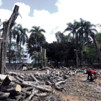 Condenan tala de árboles en la Plaza de la Cultura