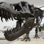 Fósiles revelan extinción de dinosaurios por asteroide