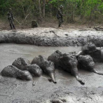 Rescatan a seis crías de elefante atrapadas en Tailandia