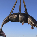 Hallan en Italia ballena muerta con plástico en su barriga