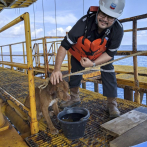 Rescatan a perro que se alejó 220 km nadando desde Tailandia