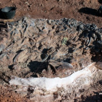 Descubren cementerio de fósiles de 220 millones de años en Argentina