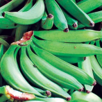 Mangos y plátanos verdes podrían ayudar a prevenir el cáncer de colon