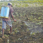 Advierten incremento de plagas en cultivos de Centroamérica por pocas lluvias
