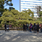 El pino de 300 años y los Jardines Hama-rikyu