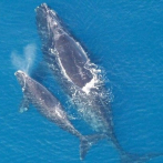 Hallan ballenas y delfines poco comunes en Mar Meridional de China