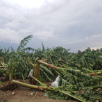 Tornado afecta plantación de bananos, viviendas y centro de atención primaria en Montecristi