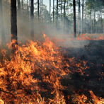 Incendios han afectado 5 mil tareas de bosque; Medio Ambiente espera lluvias para reforestar