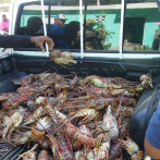Se incautan langostas y masa de cangrejo por veda en Pedernales