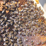 Severa sequía redujo la producción de miel en el país